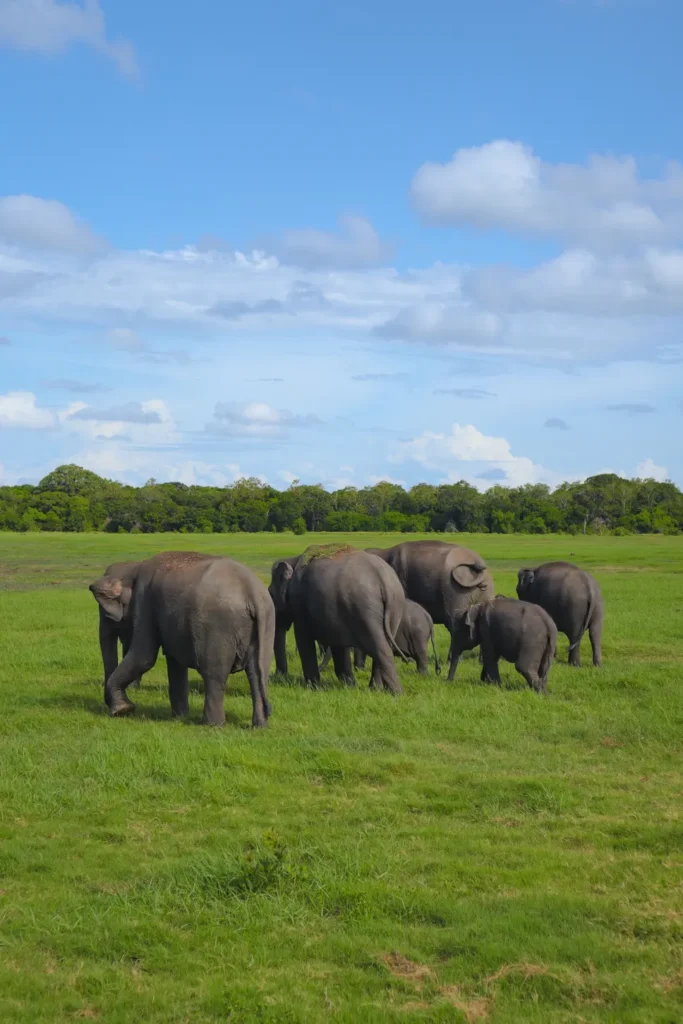 Everything you need to know about Minneriya National Park Safari 5