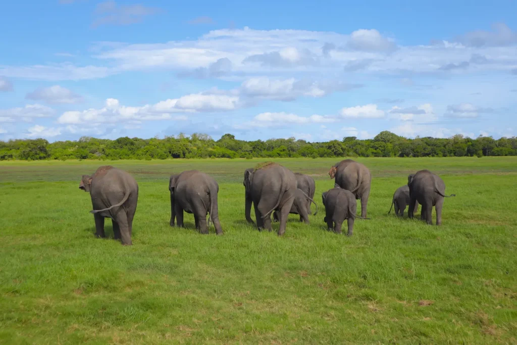 Everything you need to know about Minneriya National Park Safari 6