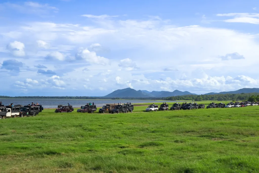 Group of jeeps in Minneriya National Park
