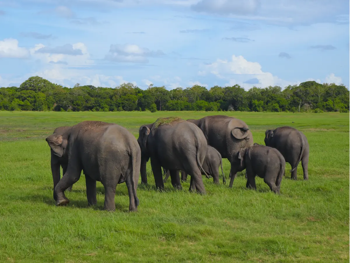 A close-knit herd of elephants, including calves, grazing on vibrant green grasslands during a minneriya elephant safari, with dense forest in the background.