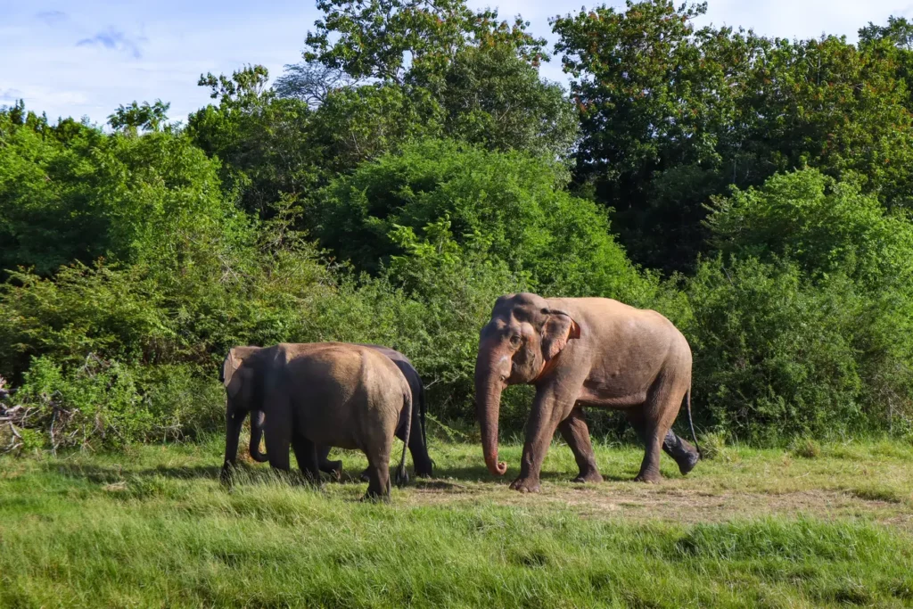 Things to know about Minneriya National Park Safari