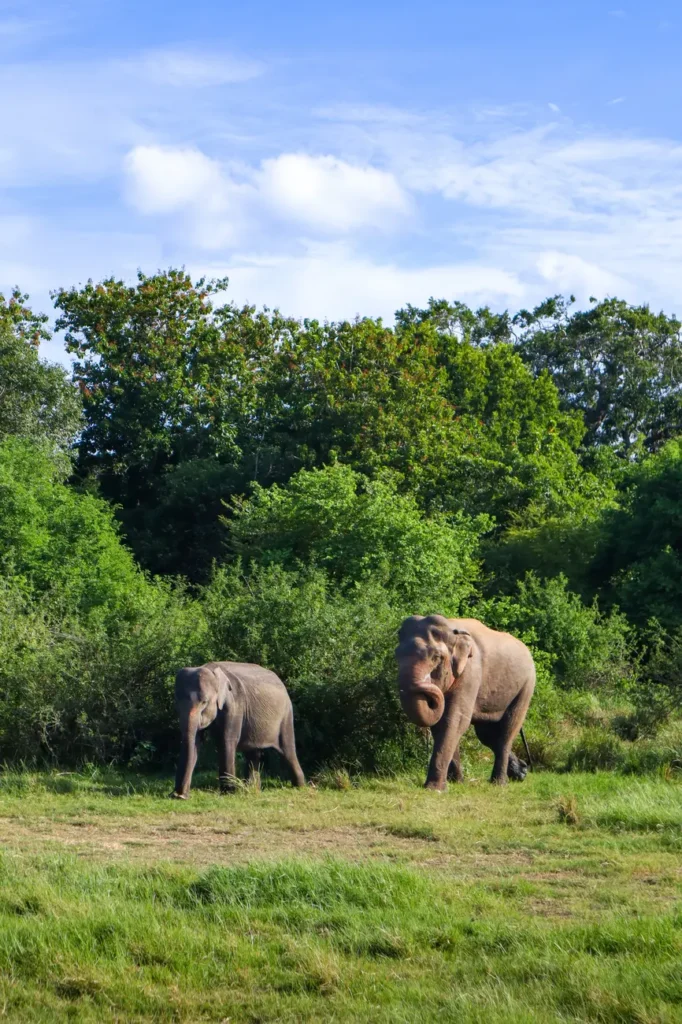 Things to know about Minneriya National Park Safari 2