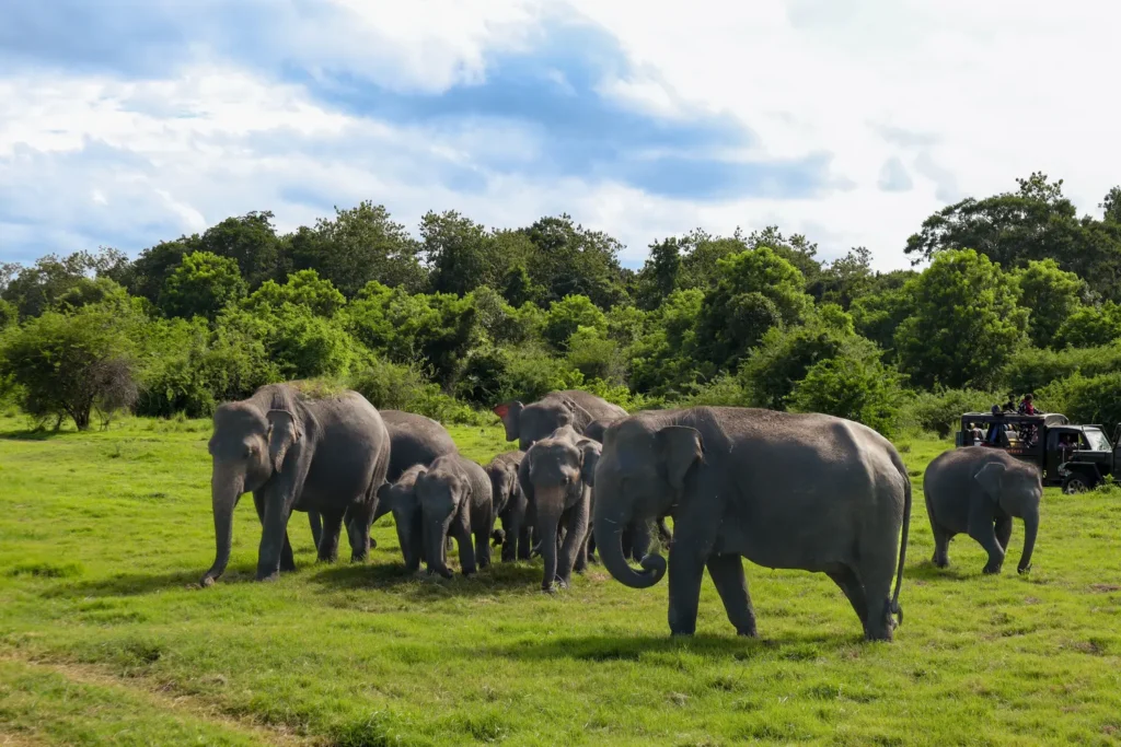 Ultimate guide to Minneriya elephant safari 3
