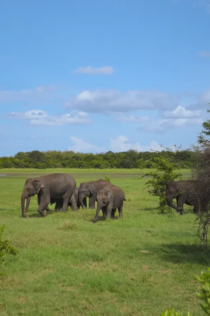 Ultimate guide to Minneriya elephant safari 4