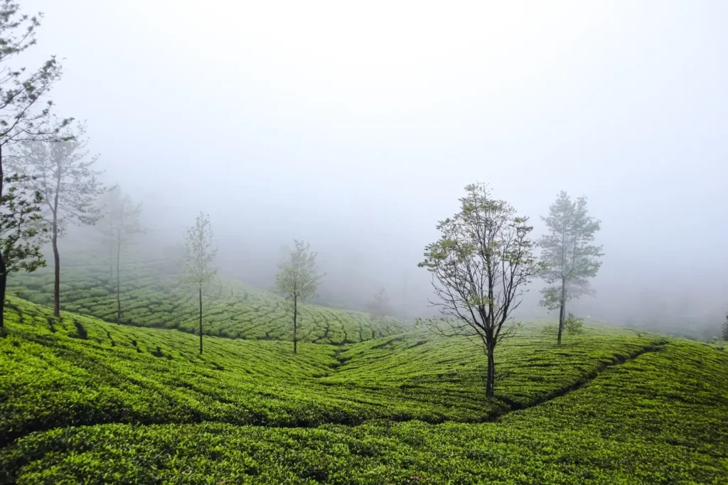 Misty morning view over vibrant tea fields dotted with trees, typical of Sri Lanka’s central highlands. This ethereal landscape is one of the many reasons the ella to kandy train ride is so iconic.