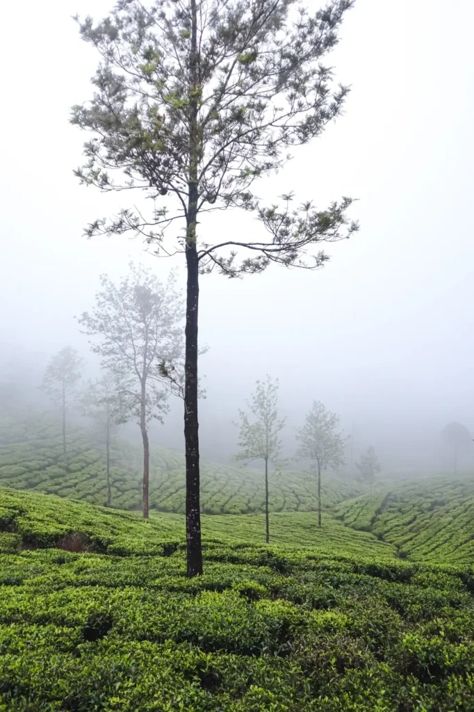 A lush tea plantation fades into the mist, with tall trees standing out in the foggy atmosphere. The kandy to ella train passes through serene landscapes like this, deep in Sri Lanka’s highlands.