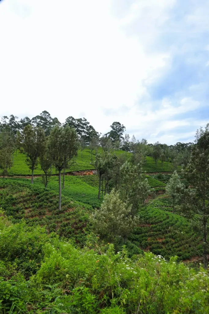 Rolling green hills blanketed with tea bushes stretch into the distance beneath a moody sky. This type of scenery is typical of the breathtaking ella to kandy train route.