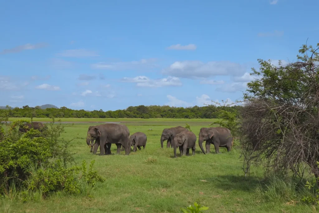 What to expect at Minneriya National Park Safari