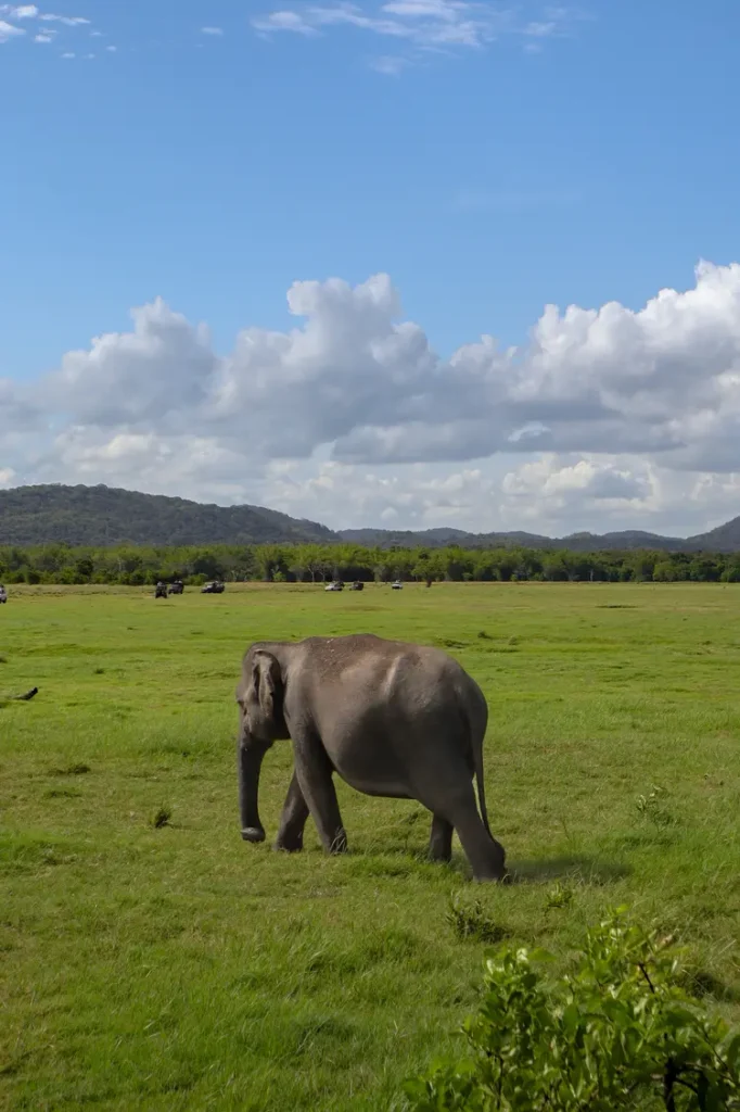 What to expect at Minneriya National Park Safari 2