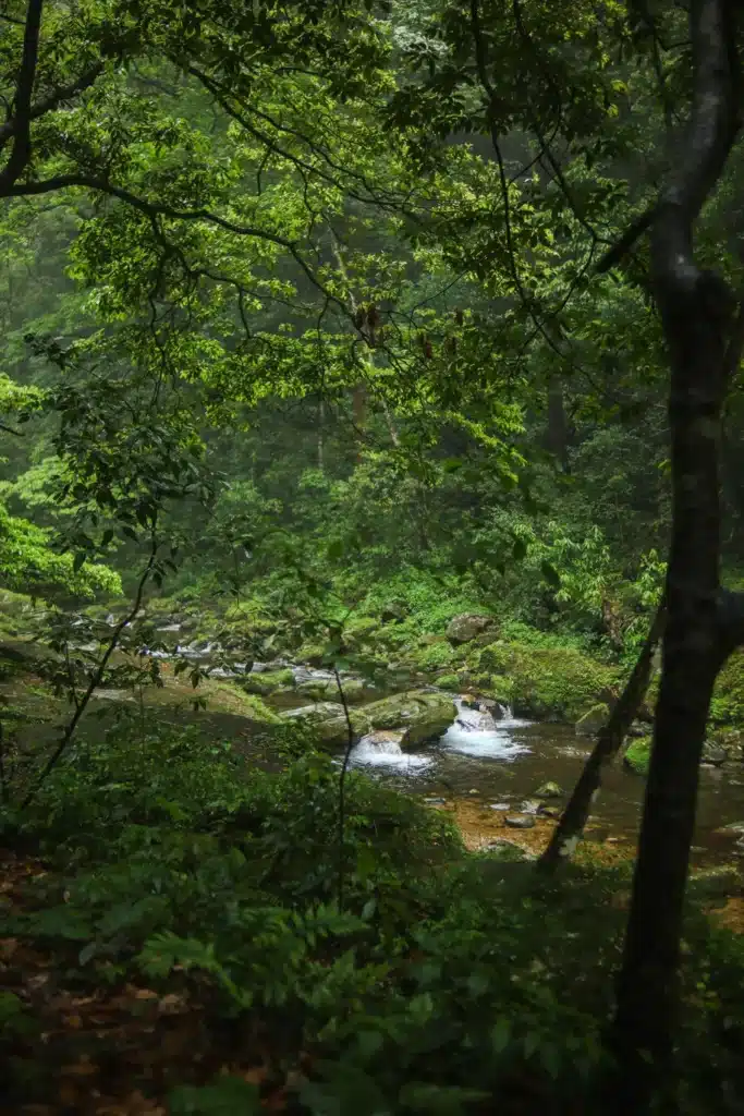 Guia de viagem de Zhangjiajie Golden Whip Stream