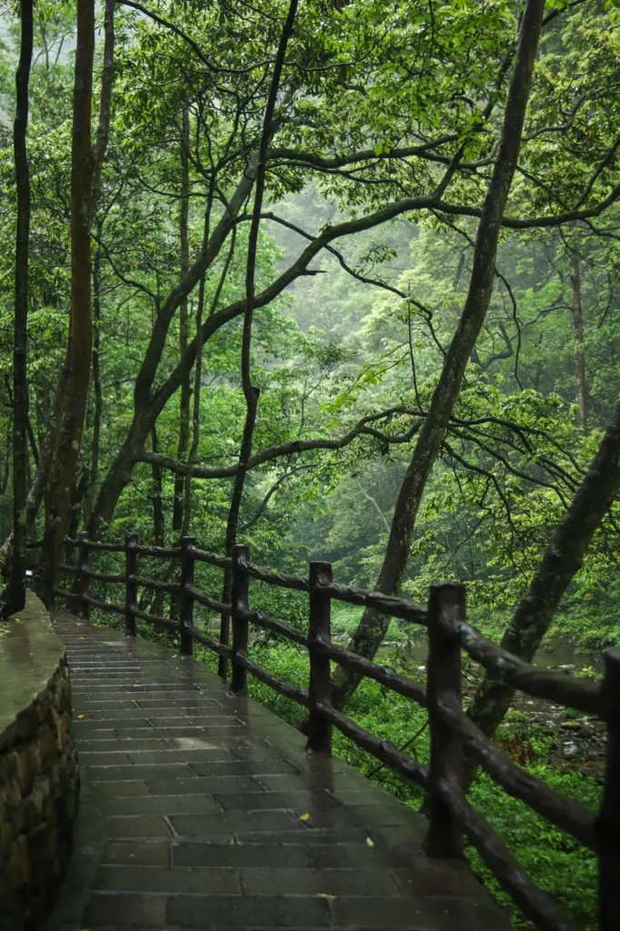 Zhangjiajie Travel Guide Golden Whip Stream