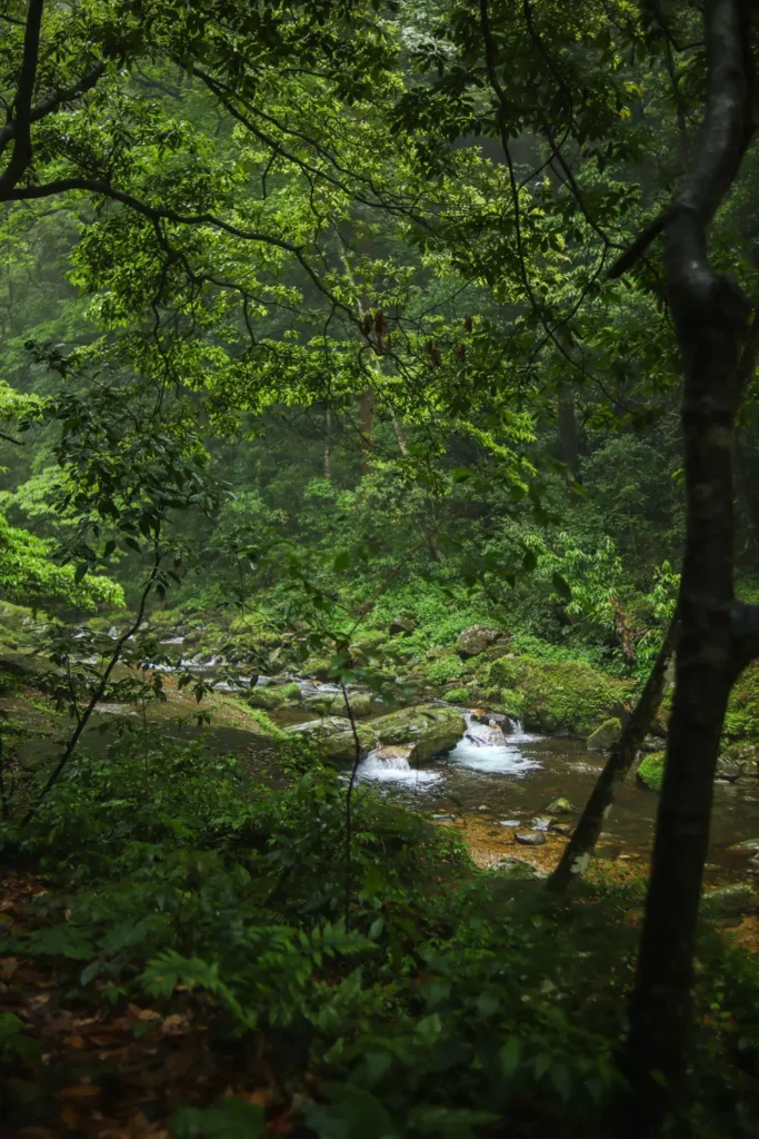 Zhangjiajie Travel Guide Golden Whip Stream
