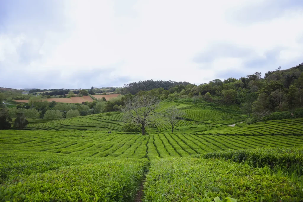 São Miguel Itinerary: 5 days chasing waterfalls, lakes, and hot springs in the Azores (+map) 54 Gorreana Tea Factory in Sao Miguel Azores 2