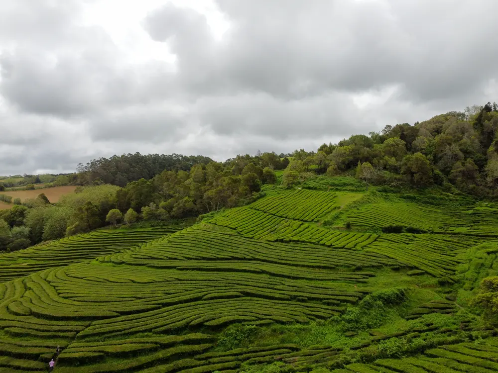 São Miguel Itinerary: 5 days chasing waterfalls, lakes, and hot springs in the Azores (+map) 53 Gorreana Tea Factory in Sao Miguel Azores