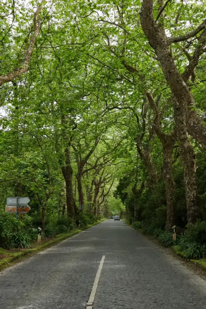Everything you need to know about renting a car & driving in São Miguel (Azores) 10 Road in Furnas Sao Miguel