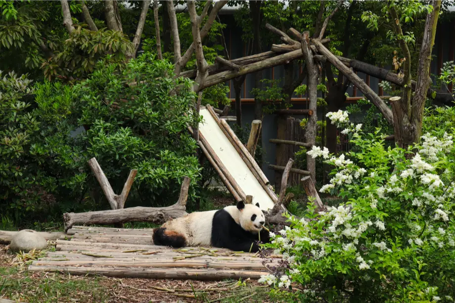 2 weeks in China: the perfect first-timer itinerary for an unforgettable trip 36 A giant panda lying on a wooden platform surrounded by trees and flowering bushes, calmly chewing bamboo.