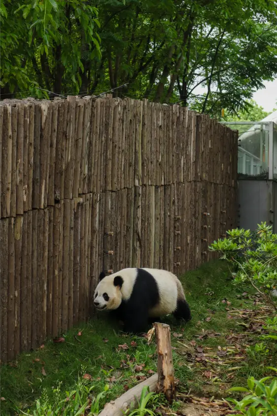 O que fazer em Chengdu: Roteiro de 1 dia para ver pandas e muito mais (+mapa) 29 O que fazer em Chengdu Torre de Bambu na Panda Research Base