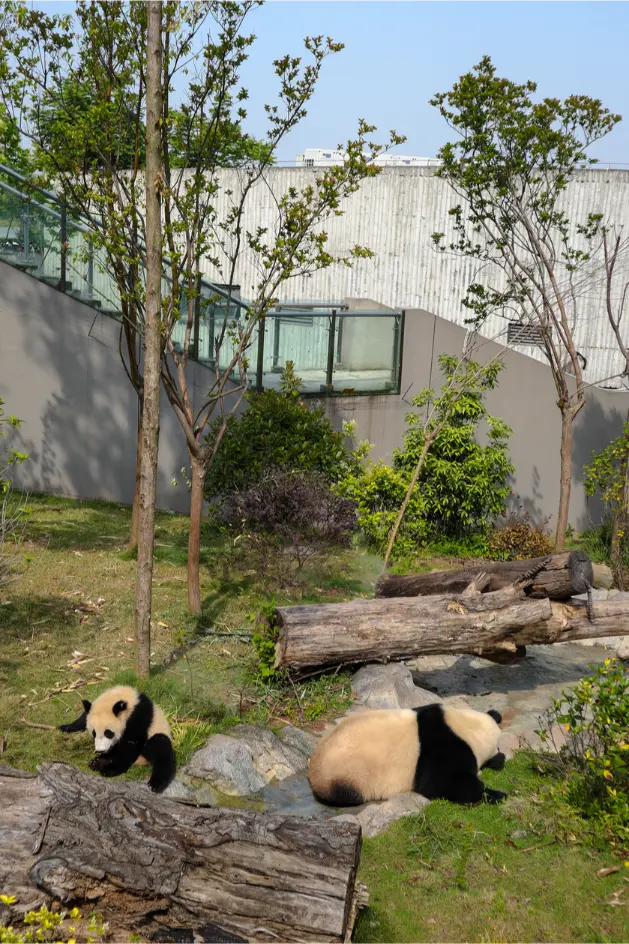 O que fazer em Chengdu: Roteiro de 1 dia para ver pandas e muito mais (+mapa) 28 O que fazer em Chengdu Torre de Bambu na Panda Research Base
