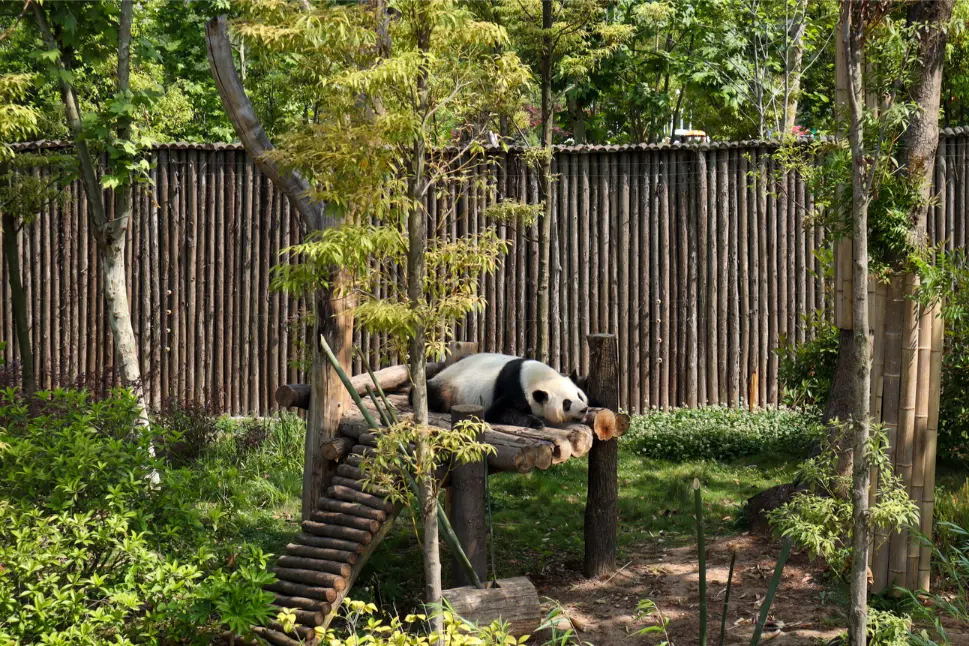 O que fazer em Chengdu: Roteiro de 1 dia para ver pandas e muito mais (+mapa) 35 O que fazer em Chengdu Torre de Bambu na Panda Research Base