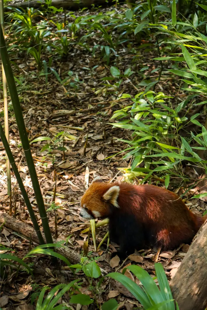 O que fazer em Chengdu: Roteiro de 1 dia para ver pandas e muito mais (+mapa) 15 O que fazer em Chengdu Torre de Bambu na Panda Research Base