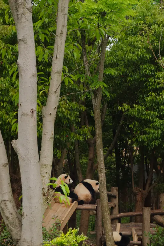 O que fazer em Chengdu: Roteiro de 1 dia para ver pandas e muito mais (+mapa) 6 O que fazer em Chengdu Torre de Bambu na Panda Research Base