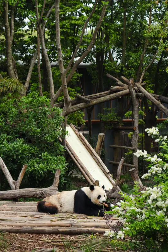 O que fazer em Chengdu: Roteiro de 1 dia para ver pandas e muito mais (+mapa) 16 O que fazer em Chengdu Torre de Bambu na Panda Research Base