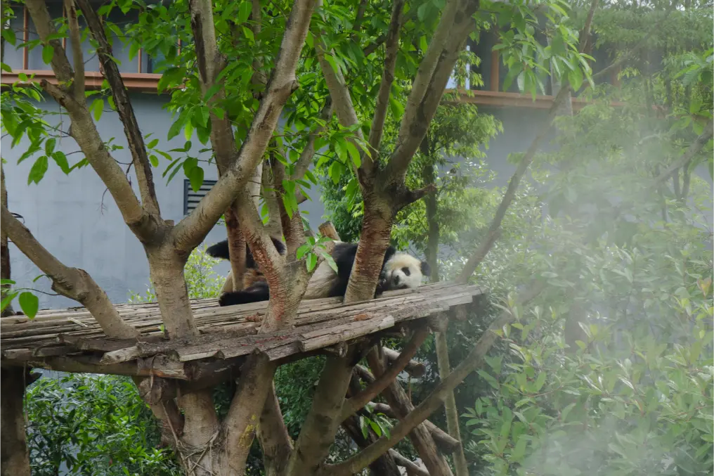 O que fazer em Chengdu: Roteiro de 1 dia para ver pandas e muito mais (+mapa) 14 O que fazer em Chengdu Torre de Bambu na Panda Research Base