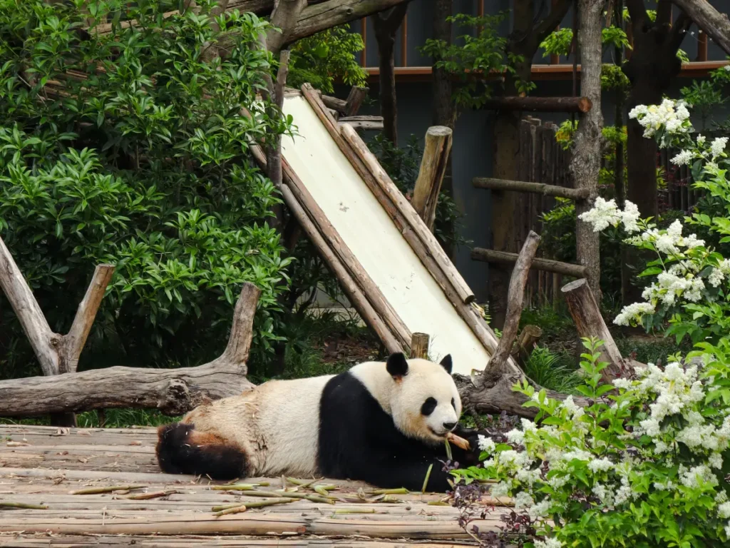 Viajar pela China: 35+ dicas indispensáveis antes da partida 1 O que fazer em Chengdu