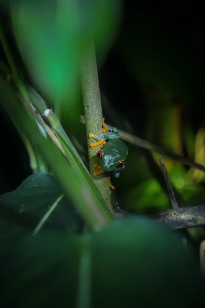 15 unforgettable things to do in Monteverde for first-time visitors (+map) 31 Frog Pond Ranario in Monteverde 5