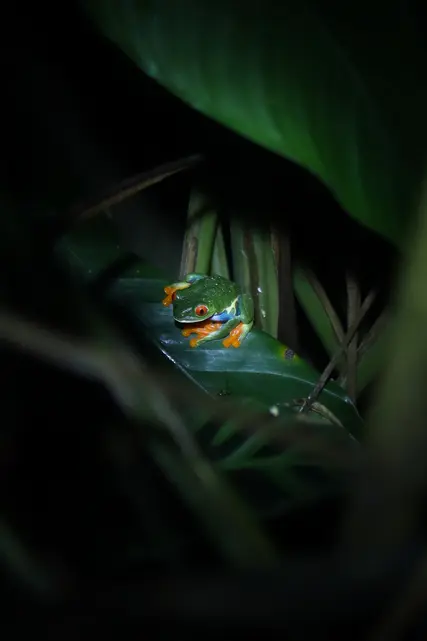 How to spend 2 days in Manuel Antonio: simple and practical guide 24 Red-eyed tree frog with orange toes sitting on a broad green leaf in the dark, surrounded by tall stems and jungle shadows.