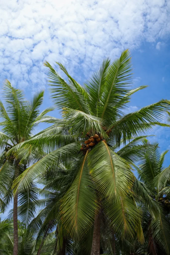 14 things to do in Uvita that prove it’s worth adding to your Costa Rica itinerary (+map) 14 How to visit Marino Ballena National Park 7