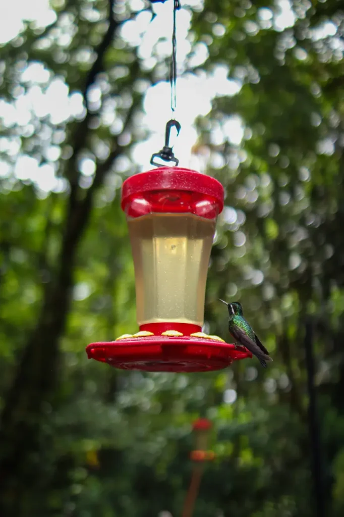 15 unforgettable things to do in Monteverde for first-time visitors (+map) 20 Hummingbird gallery in Monteverde