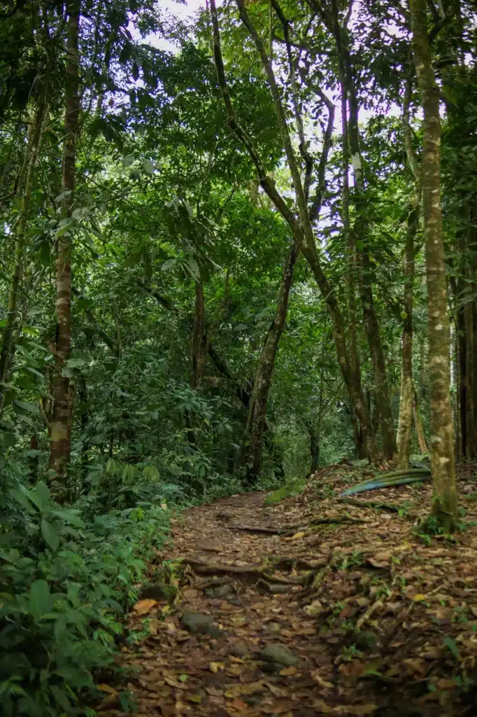 14 things to do in Uvita that prove it’s worth adding to your Costa Rica itinerary (+map) 22 Uvita itinerary El Pavon Waterfall 2