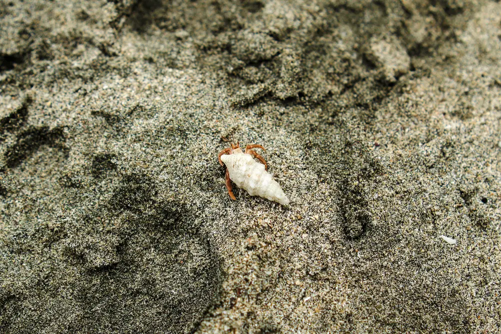 Cahuita National Park Guide: everything you need to know 9 Animals in Cahuita National Park