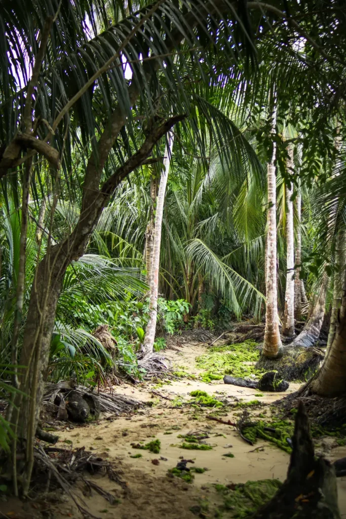 Cahuita National Park Guide: everything you need to know 12 Beach in Cahuita National Park 2