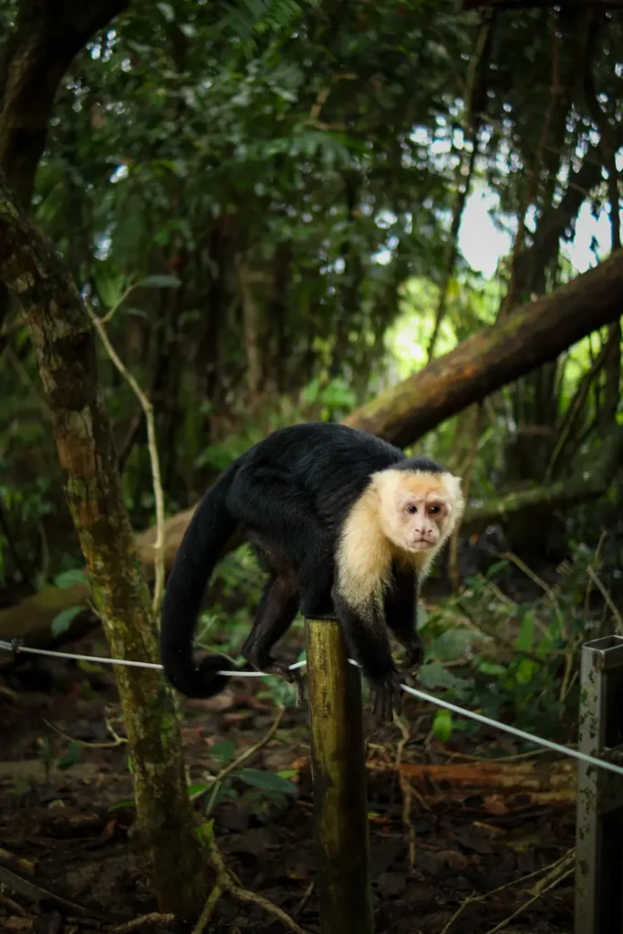 How to spend 2 days in Manuel Antonio: simple and practical guide 14 White-faced monkey balancing on a post and wire, peering toward the camera.
