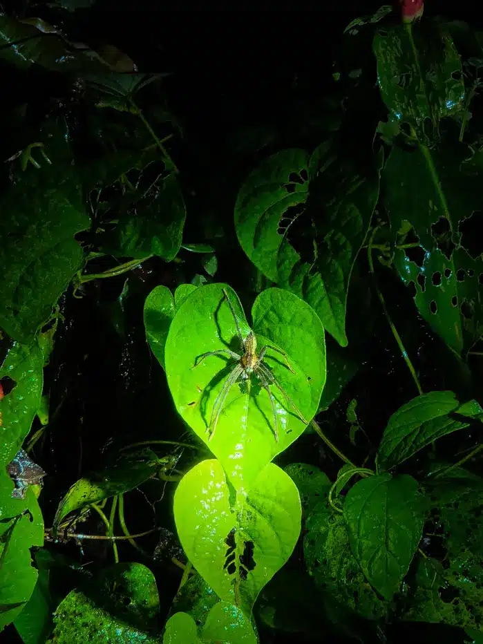 7 best things to do in Tortuguero 14 Best things to do in Tortuguero Night tour 2