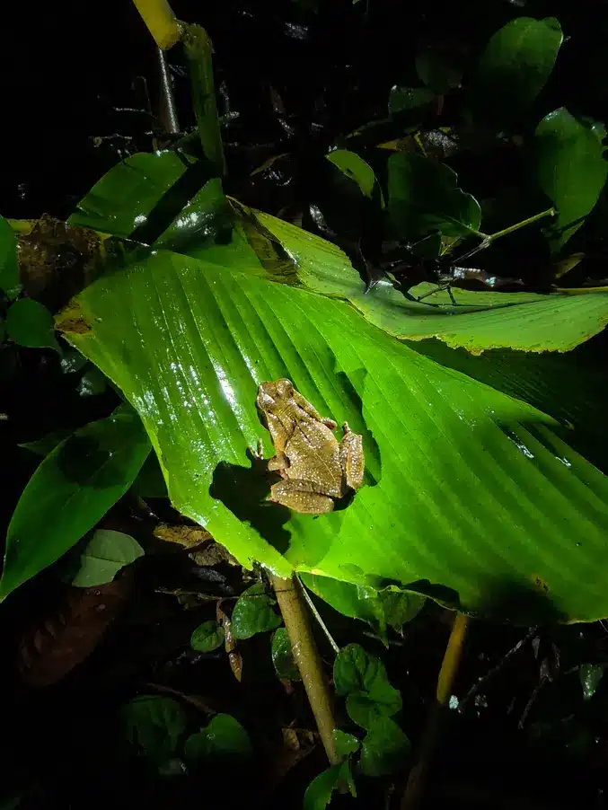 7 best things to do in Tortuguero 15 Best things to do in Tortuguero Night tour 4