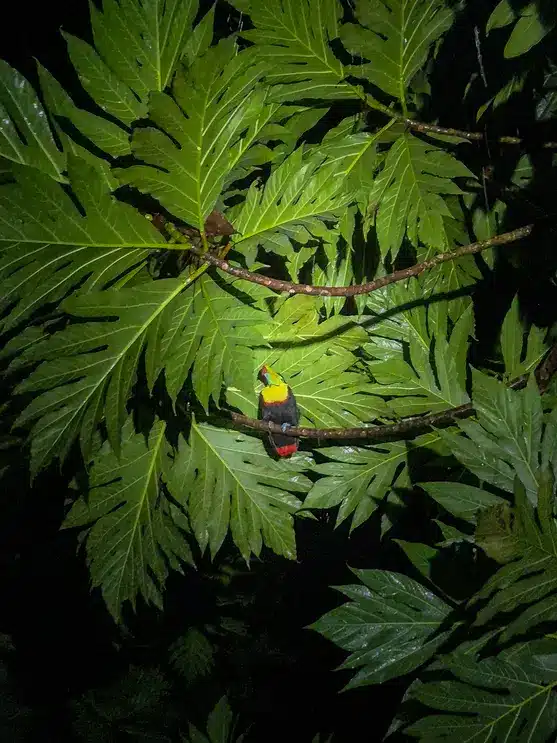 7 best things to do in Tortuguero 3 Best things to do in Tortuguero Night tour 5