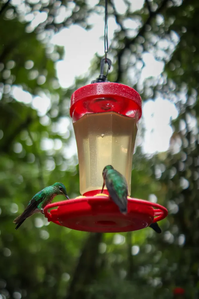 O que fazer em Monteverde: 15 experiências imperdíveis para uma primeira visita (+mapa) 21 Cafe colibri em Monteverde 2