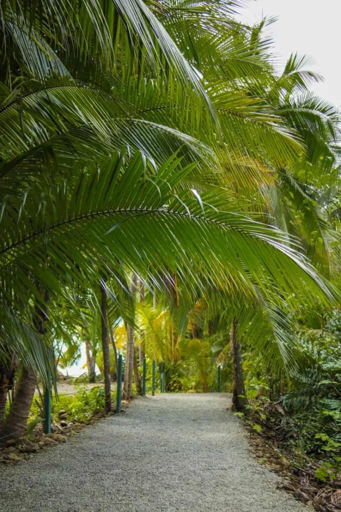 O que fazer em Uvita: 14 coisas que provam que vale a pena incluí-la no vosso roteiro pela Costa Rica (+mapa) 11 Como visitar o Parque Nacional Marino Ballena