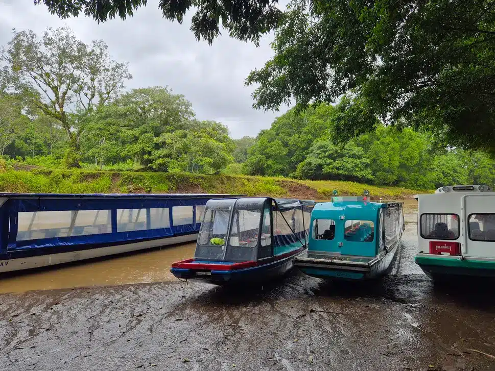 7 best things to do in Tortuguero 6 How to get to Tortuguero from La Pavona 3