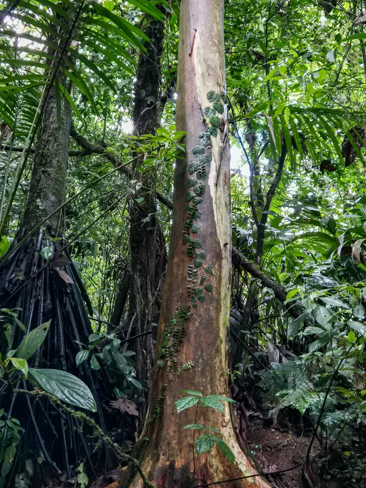 Ultimate guide to visit Rio Celeste waterfall (Costa Rica) 20 How to visit Rio Celeste waterfall 2