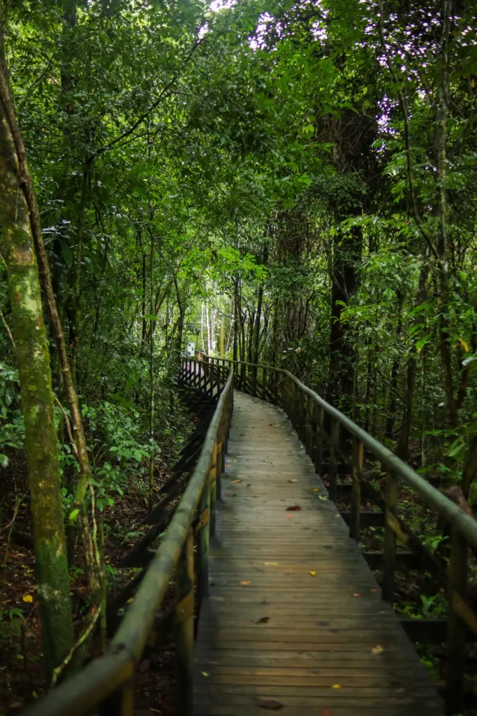 The ultimate Manuel Antonio National Park guide for first time visitors 9 Manuel Antonio National Park Guide Sendero Perezoso 2