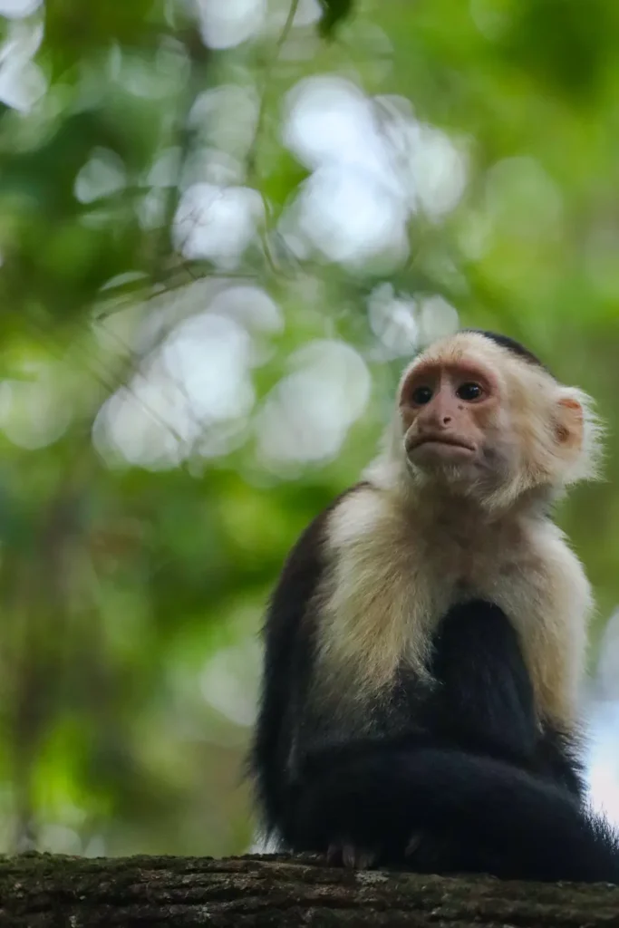 Cahuita National Park Guide: everything you need to know 10 Monkey in Cahuita National Park 2