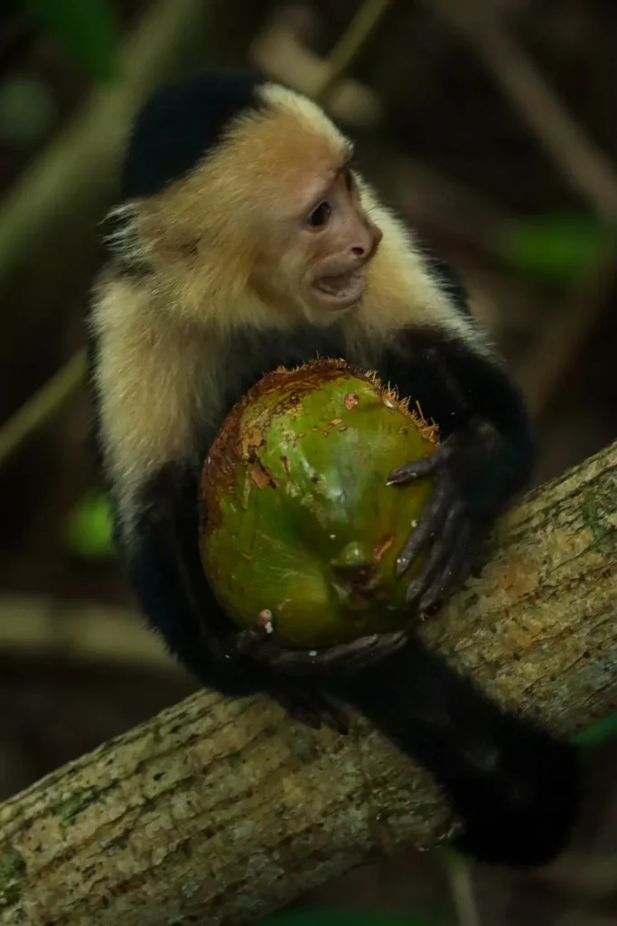 Cahuita National Park Guide: everything you need to know 5 Monkey in Cahuita National Park 3