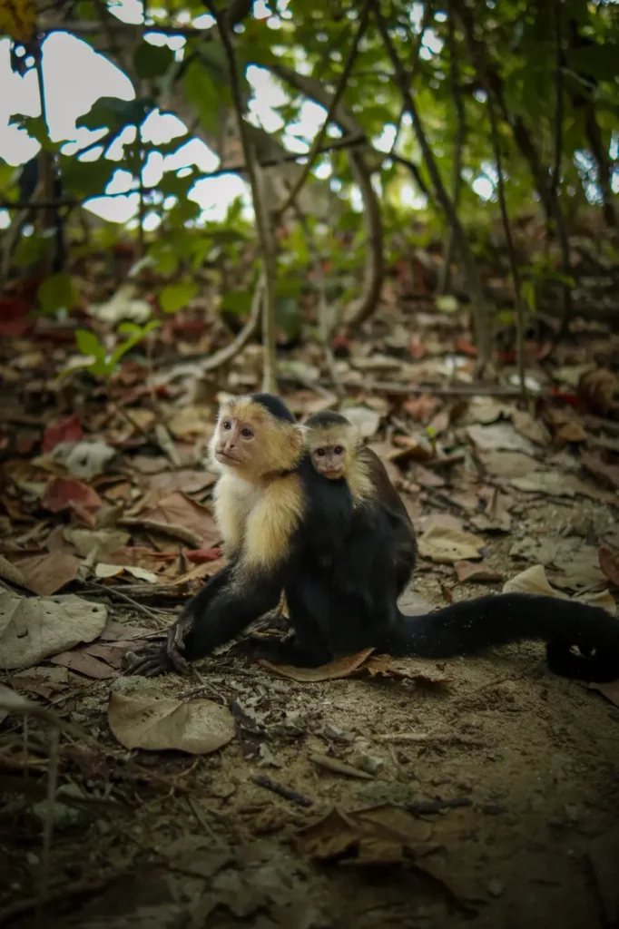 Cahuita National Park Guide: everything you need to know 1 Monkeys in Cahuita National Park 2