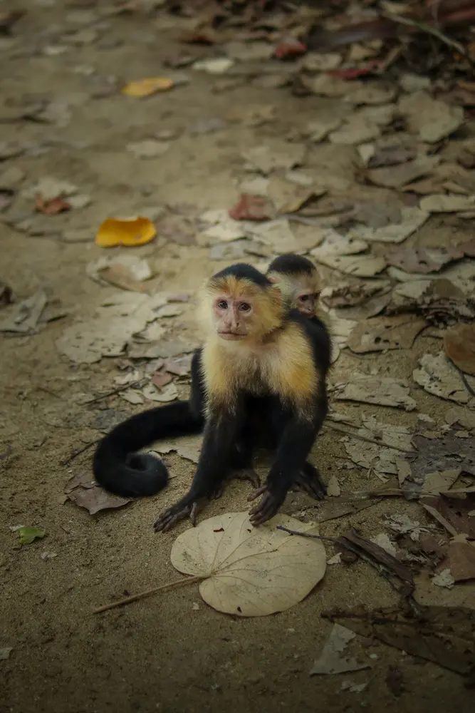 Cahuita National Park Guide: everything you need to know 34 Monkeys in Cahuita National Park