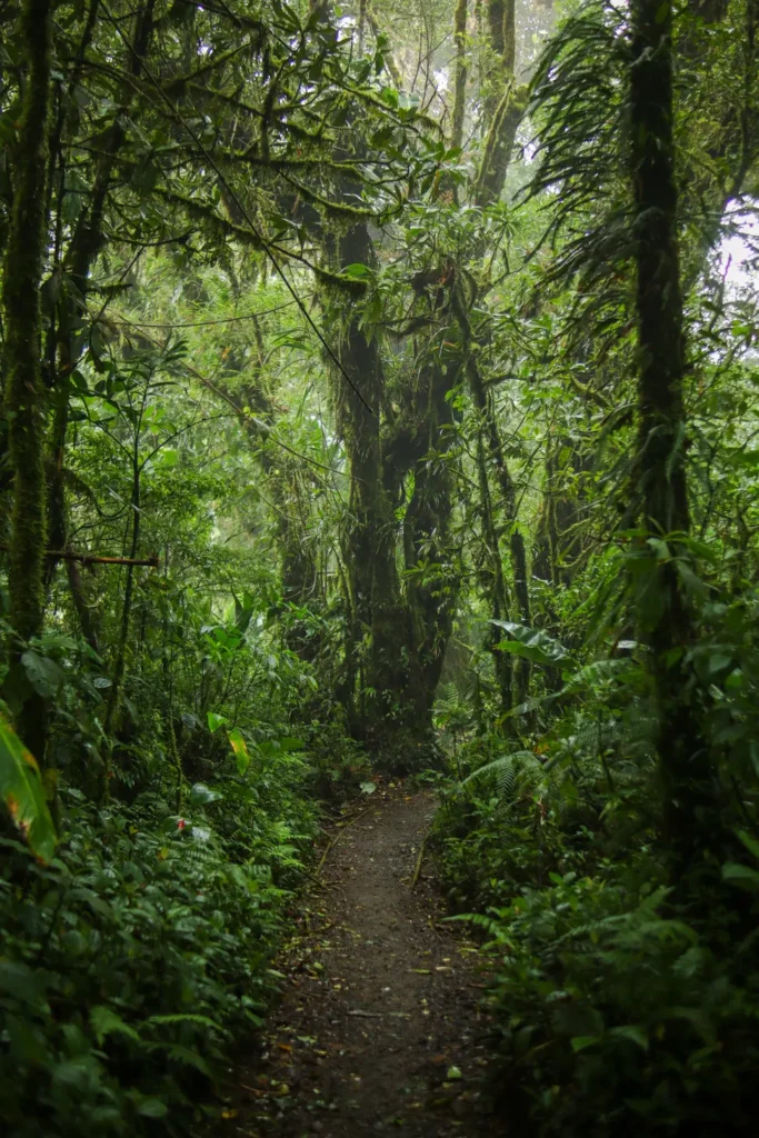 O que fazer em Monteverde: 15 experiências imperdíveis para uma primeira visita (+mapa) 33 O que fazer em Monteverde Santa Elena Bosque Nuboso 4