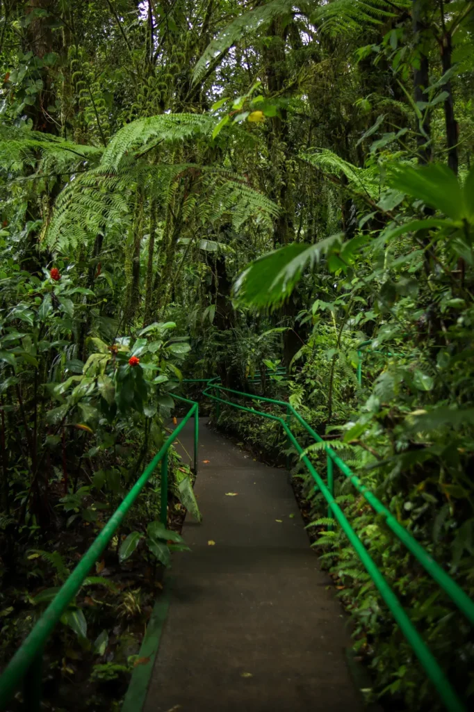 O que fazer em Monteverde: 15 experiências imperdíveis para uma primeira visita (+mapa) 24 O que fazer em Monteverde Santa Elena Bosque Nuboso